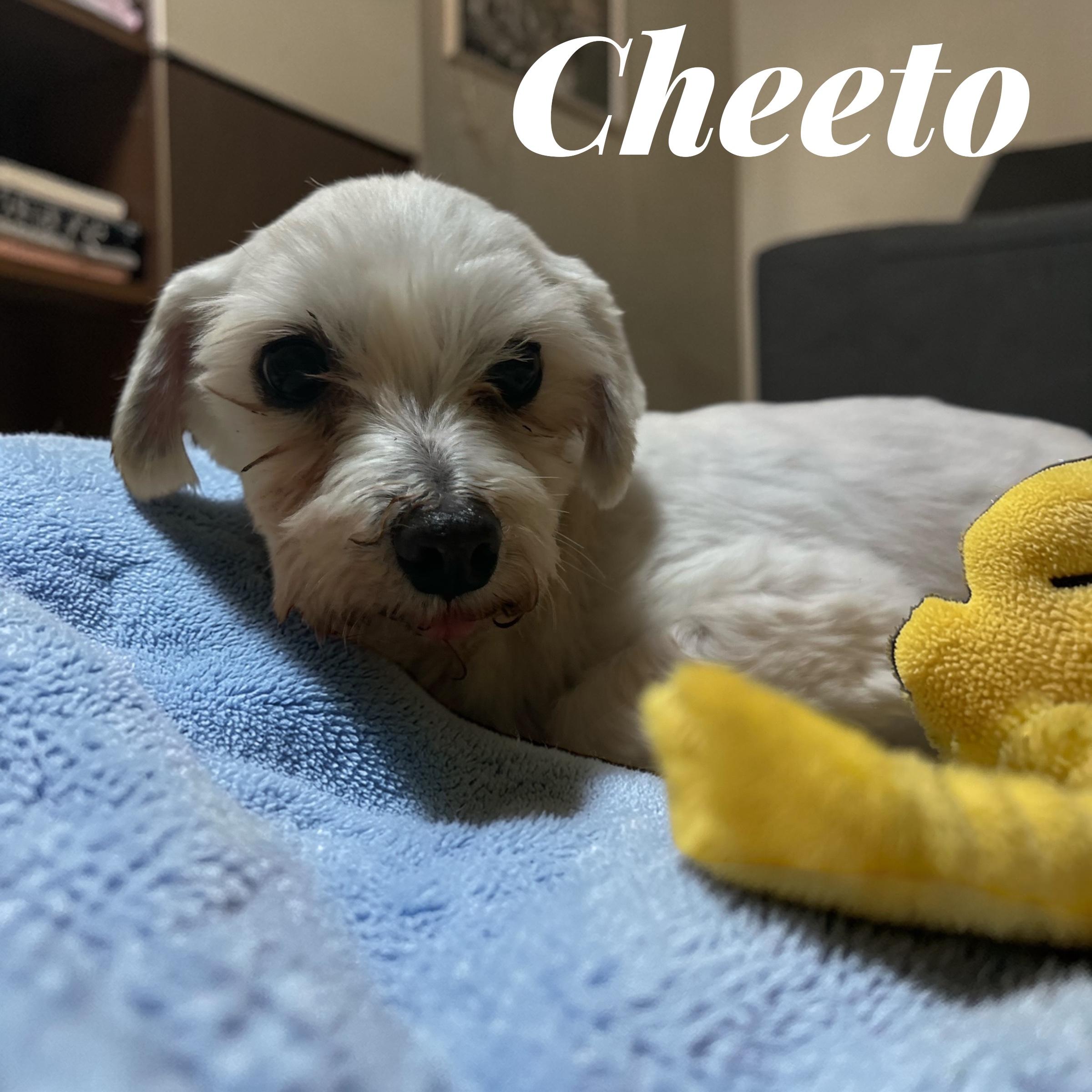Enlarge Cheeto, a ADOPTABLE mixed breed in Hatfield, PA image 1/5
