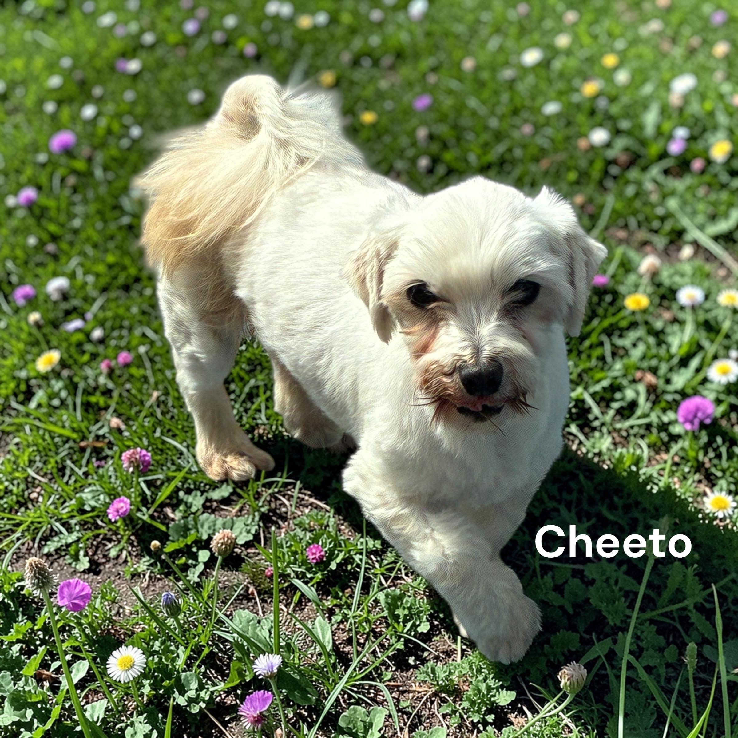 Enlarge Cheeto, a ADOPTABLE mixed breed in Hatfield, PA image 2/5
