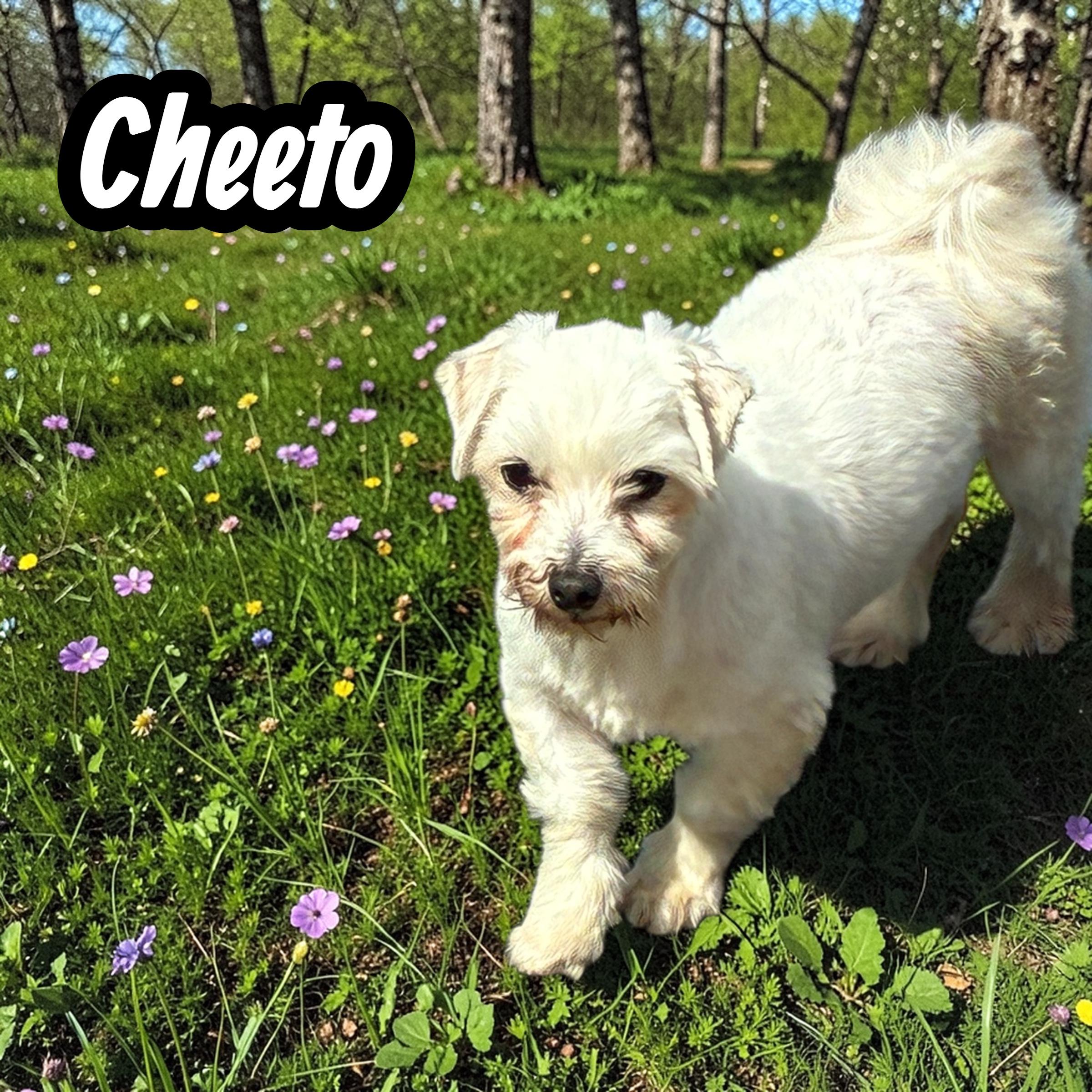 Enlarge Cheeto, a ADOPTABLE mixed breed in Hatfield, PA image 4/5