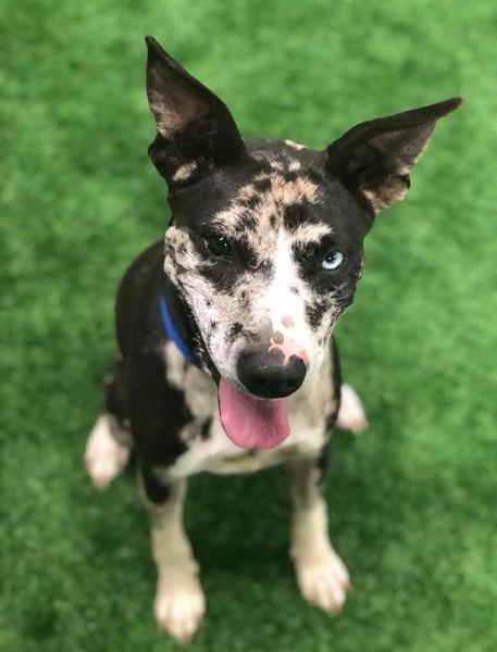 Penny — thumbnail 6