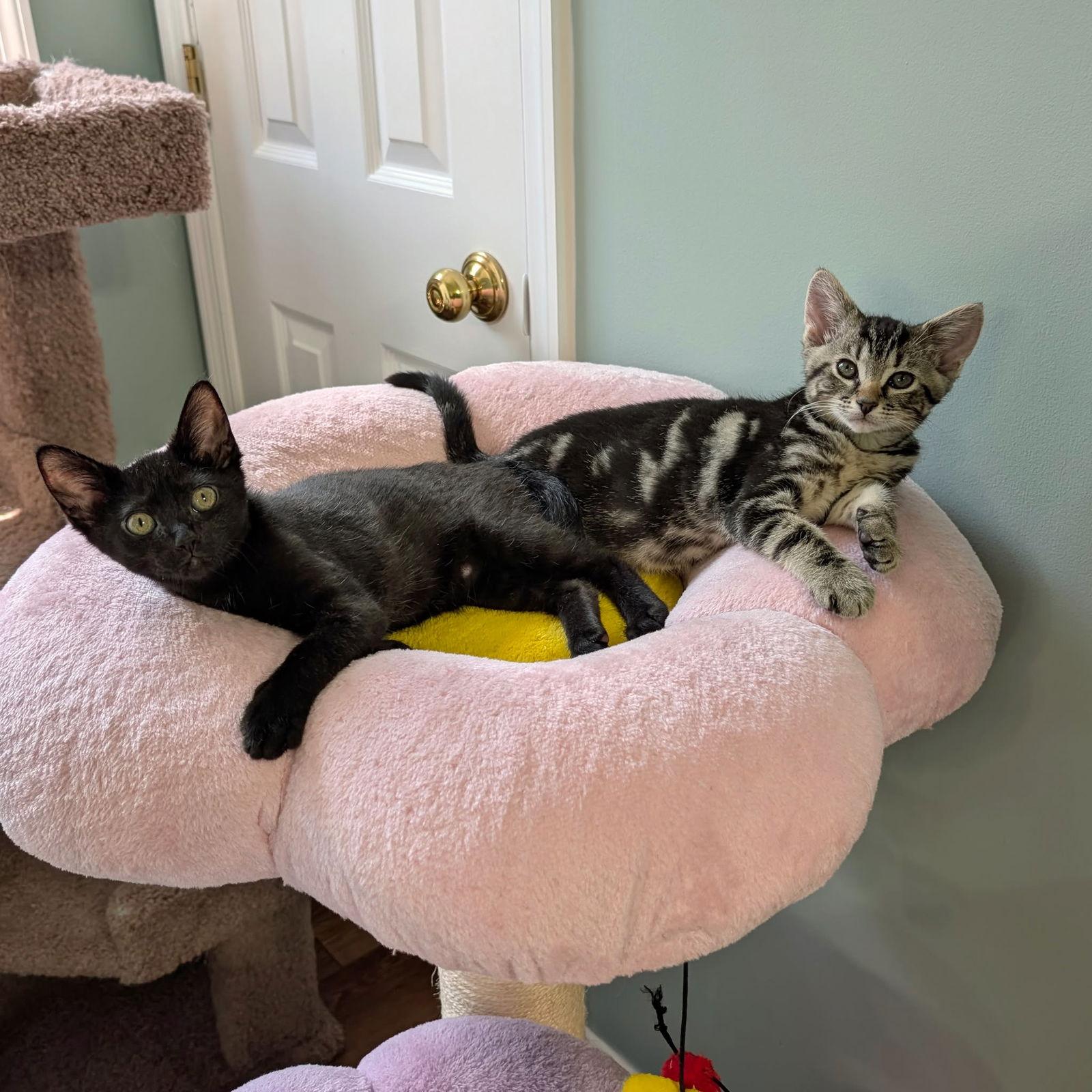 MARGARITA, Adopted, Kitten Female Domestic Short Hair.