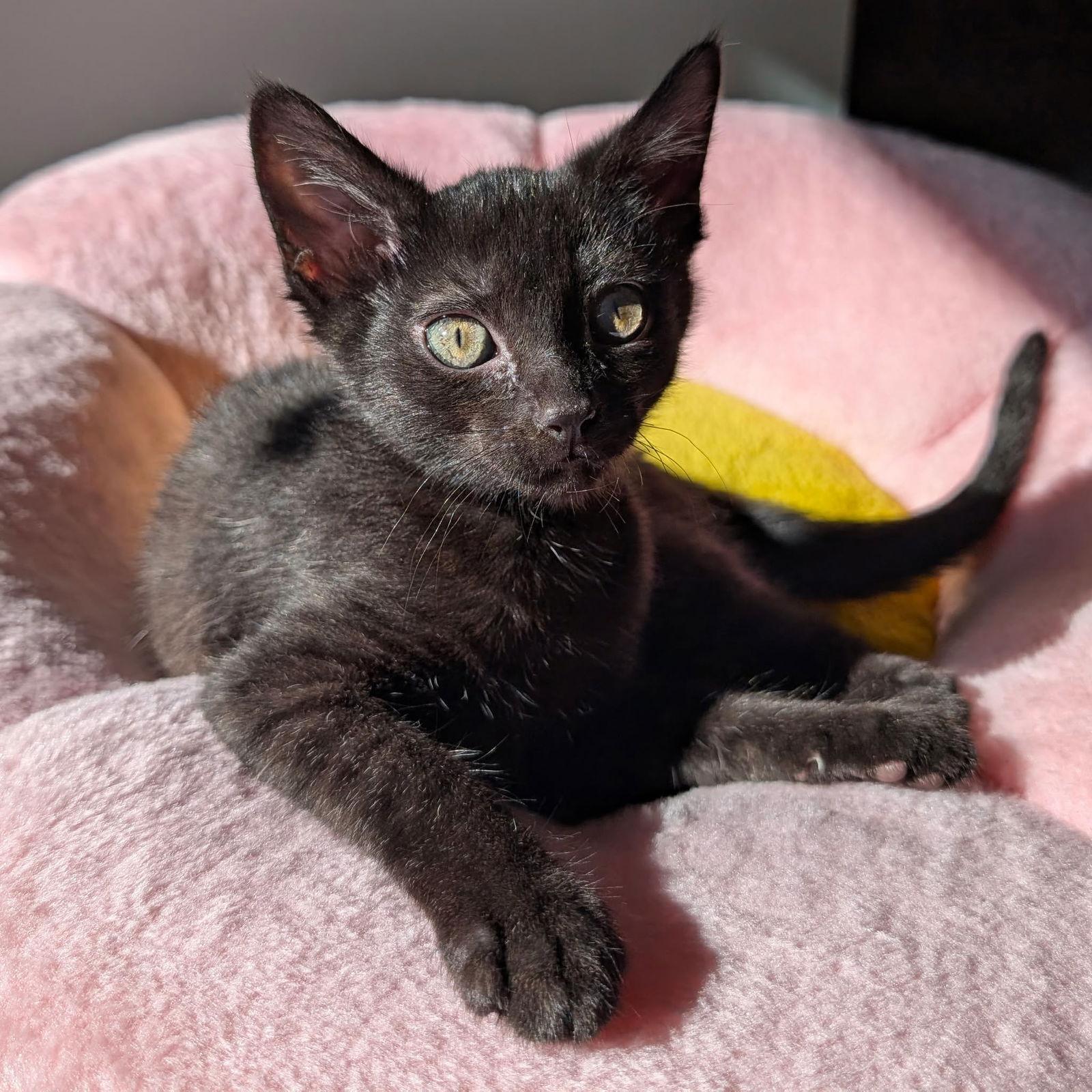 MARGARITA, a Adopted Domestic Short Hair in Capshaw, AL image 2/3