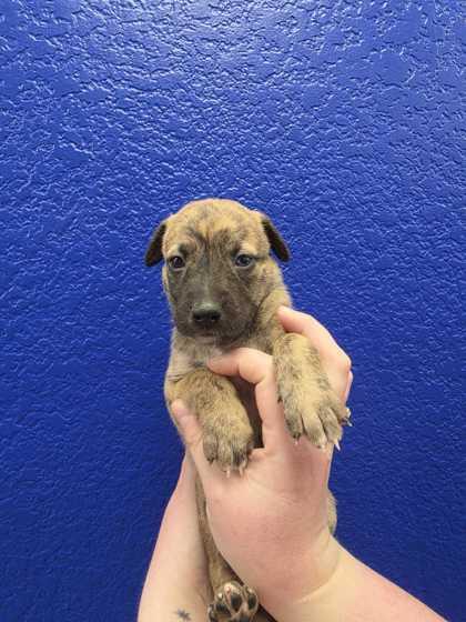 Bashful, Adoptable, Puppy Female Belgian Shepherd / Malinois & Dutch Shepherd.
