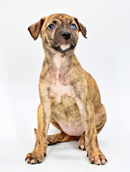 Enlarge Bashful, a Adoptable mixed breed in Morton Grove, IL image 2/2