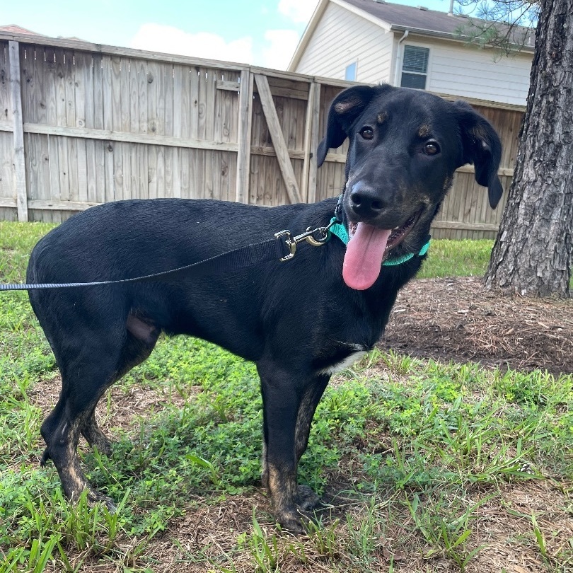Vino, Adoptable, Young Male Hound.