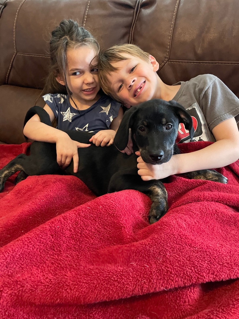 Enlarge Vino, a Adoptable mixed breed in Puyallup, WA image 6/20