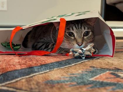 Morty, Adoptable, Senior Male Domestic Short Hair & Domestic Short Hair.