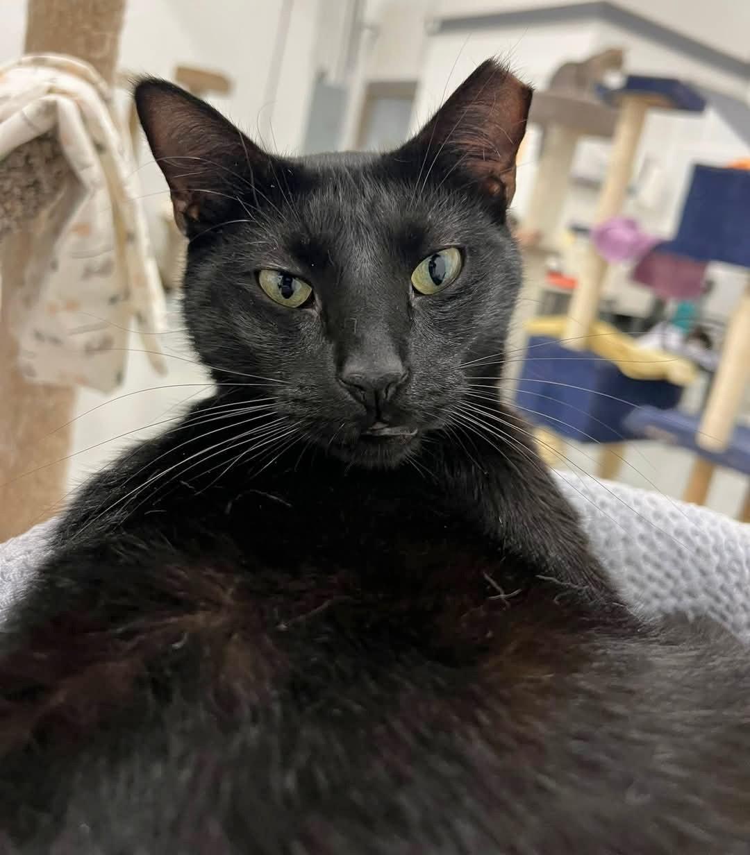 Enlarge George, a Adoptable mixed breed in West Palm Beach, FL image 4/6