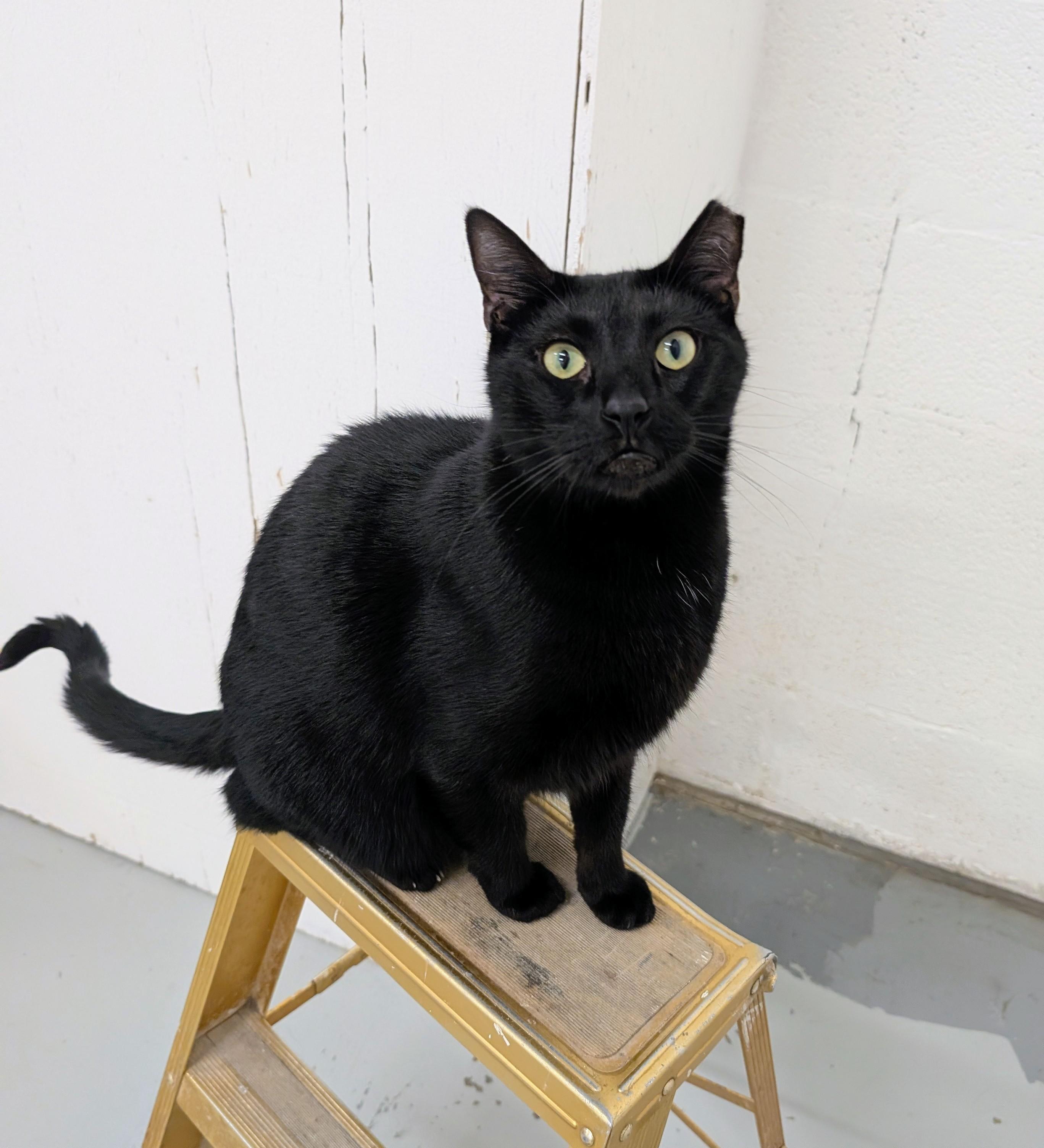 George, Adoptable, Young Male Domestic Short Hair & Bombay.