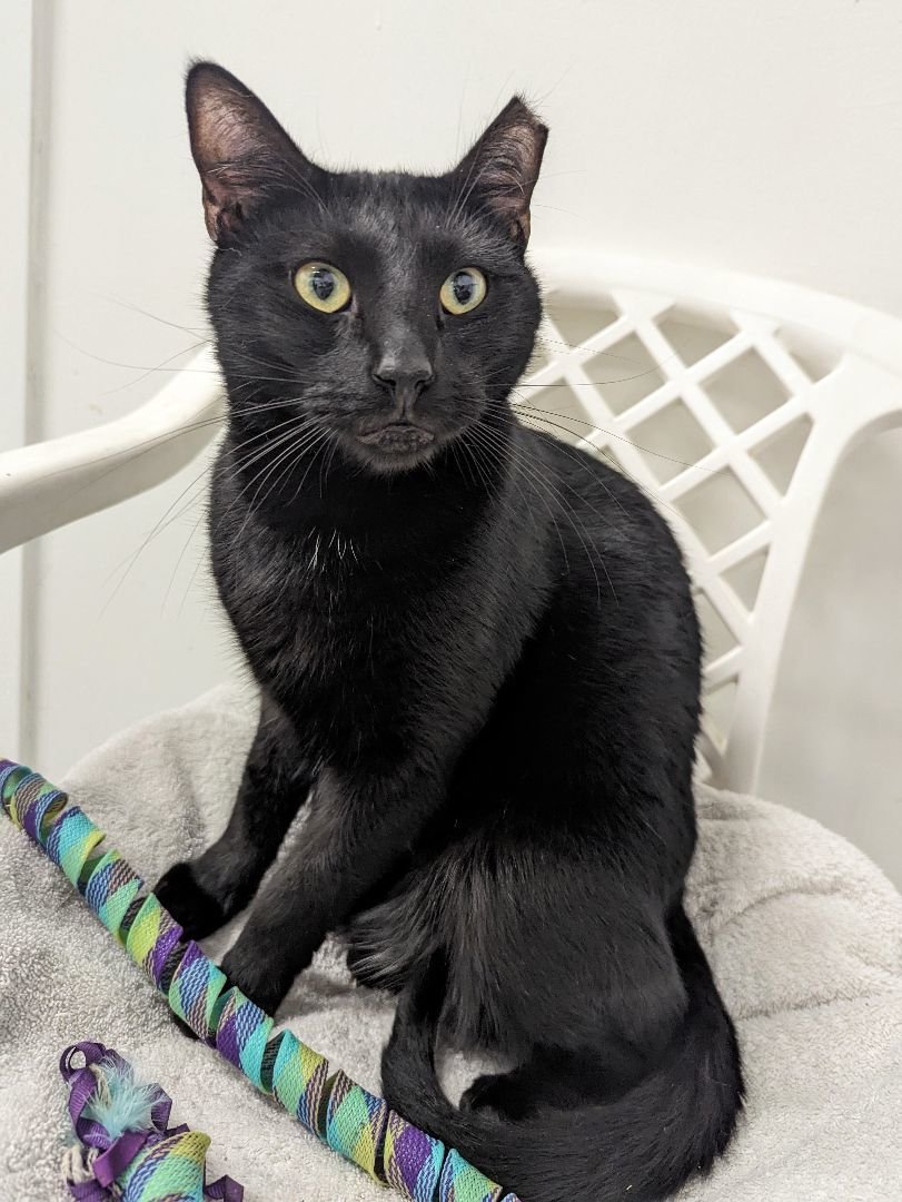 Enlarge George, a Adoptable mixed breed in West Palm Beach, FL image 3/6