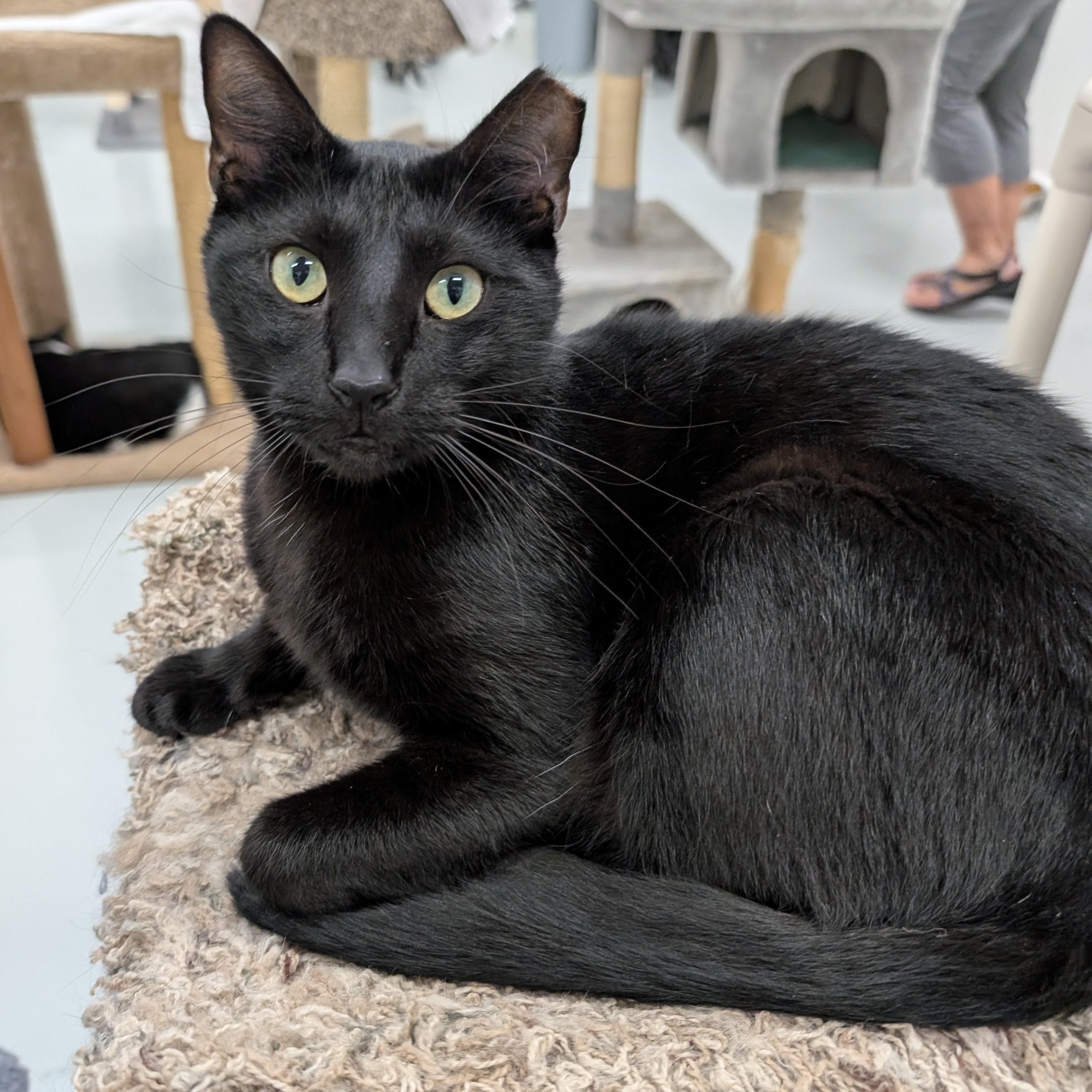 Enlarge George, a Adoptable mixed breed in West Palm Beach, FL image 2/6