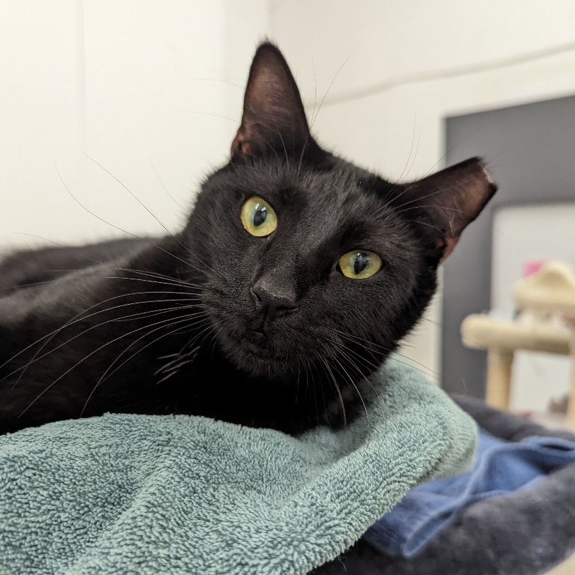 Enlarge George, a Adoptable mixed breed in West Palm Beach, FL image 5/6