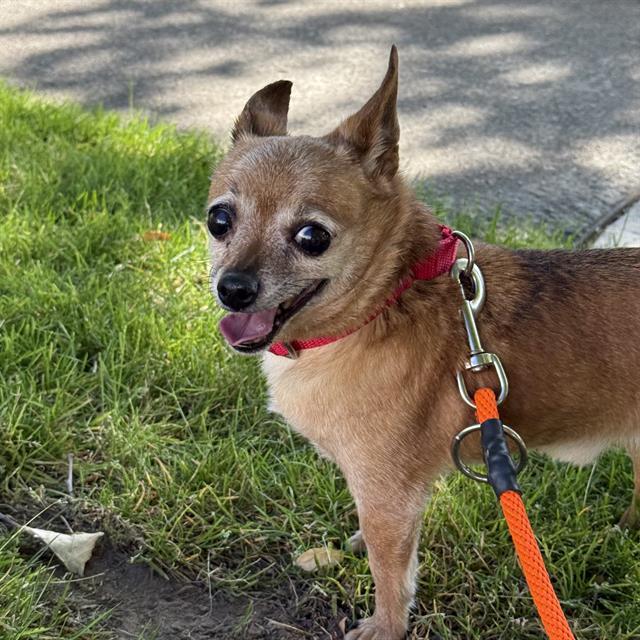 Enlarge LEO, a Adoptable Chihuahua in Kent, WA image 1/1