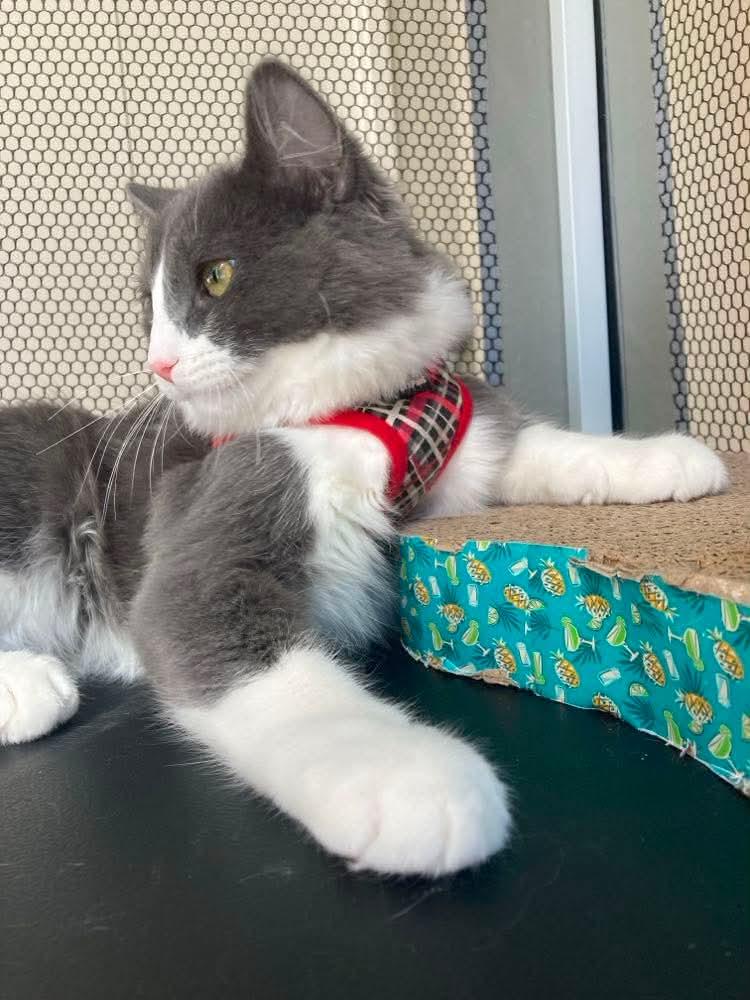 Enlarge Amaretto, a Adoptable Domestic Medium Hair in Terrebonne, QC image 5/5