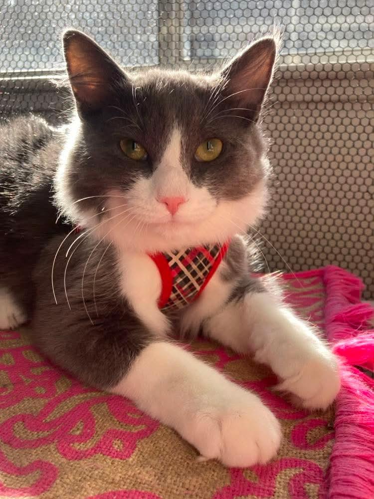 Enlarge Amaretto, a Adoptable Domestic Medium Hair in Terrebonne, QC image 3/5