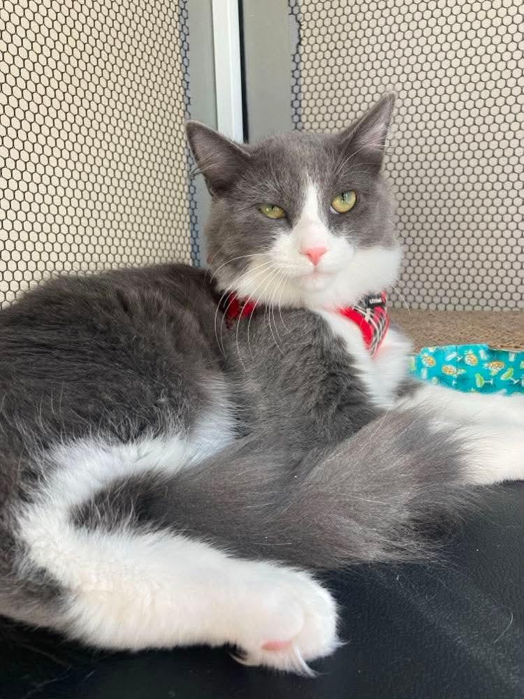 Enlarge Amaretto, a Adoptable Domestic Medium Hair in Terrebonne, QC image 4/5