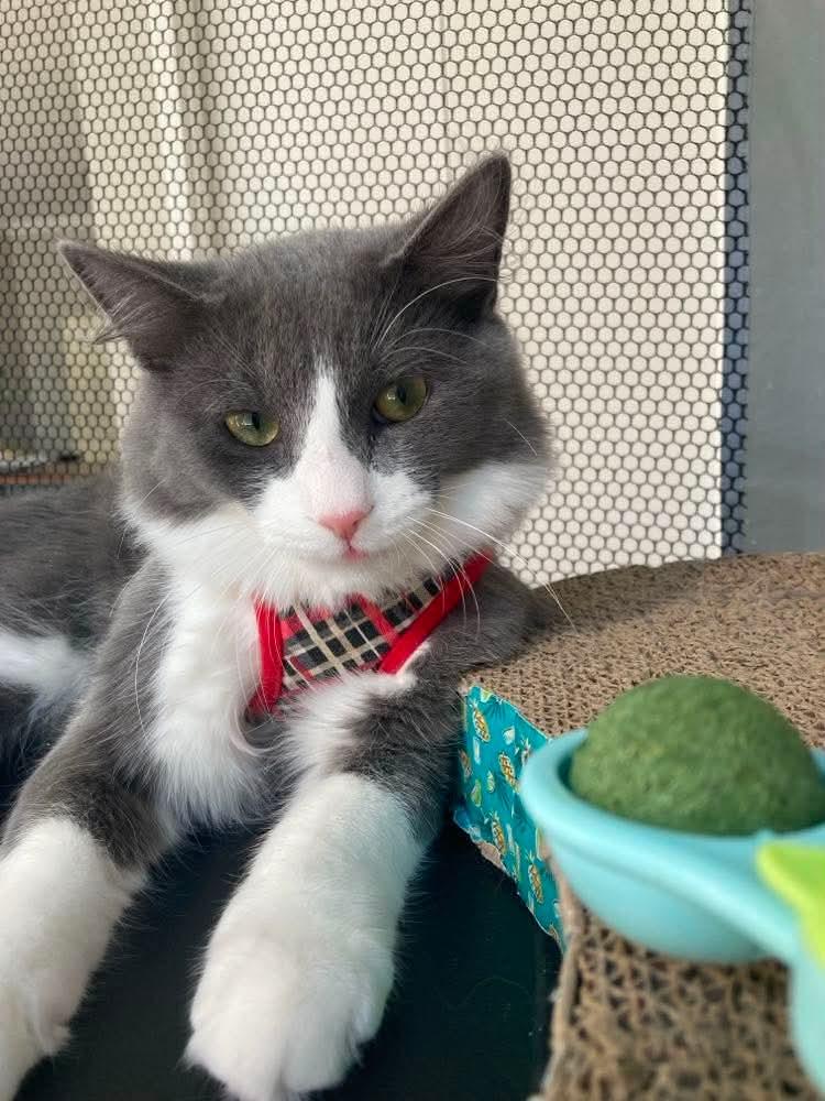 Enlarge Amaretto, a Adoptable Domestic Medium Hair in Terrebonne, QC image 1/5