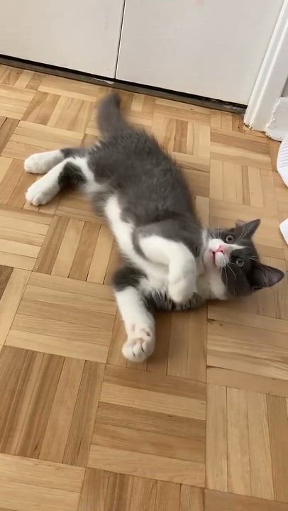 Enlarge Amaretto, a Adoptable Domestic Medium Hair in Terrebonne, QC video 2/5