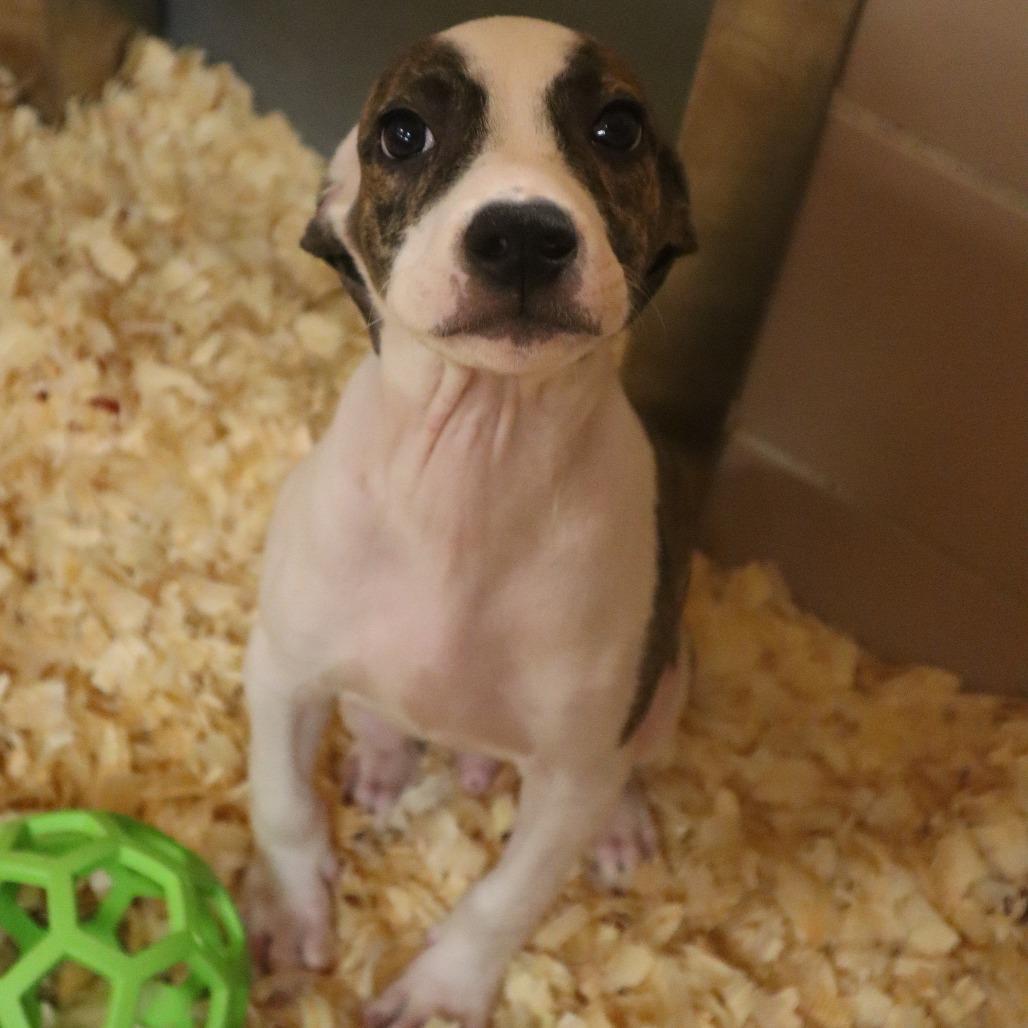 Enlarge Gilligan, a Adoptable Mixed Breed in Waukesha, WI image 1/1