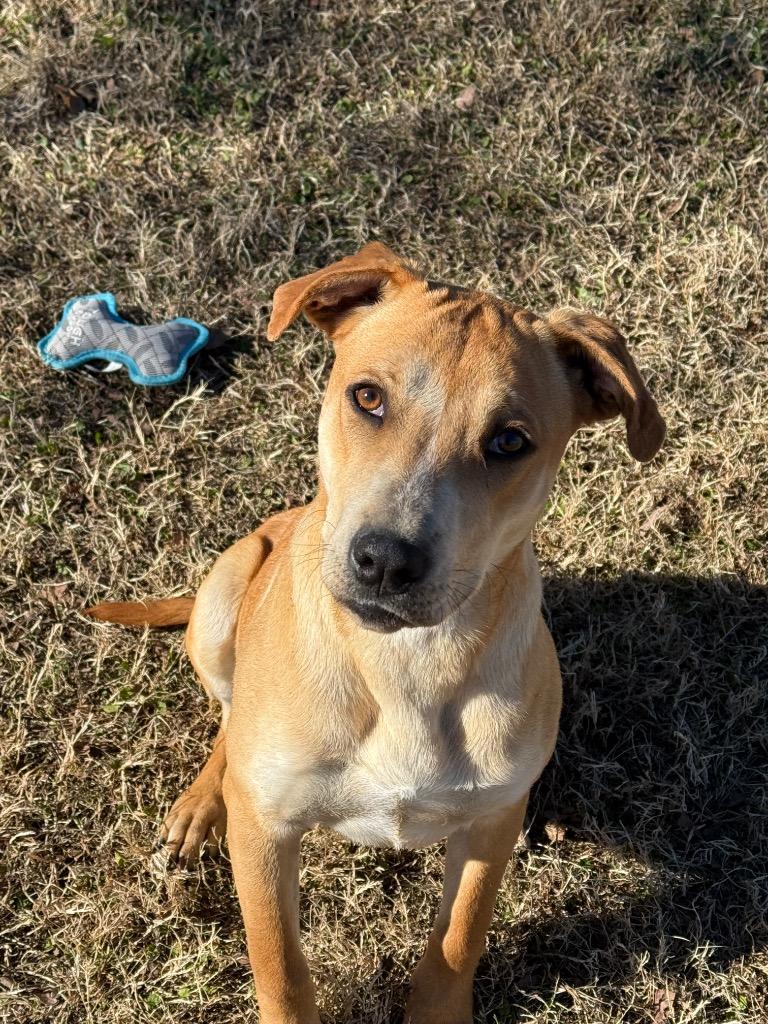 Cowboy, Adoptable, Young Male Mixed Breed.