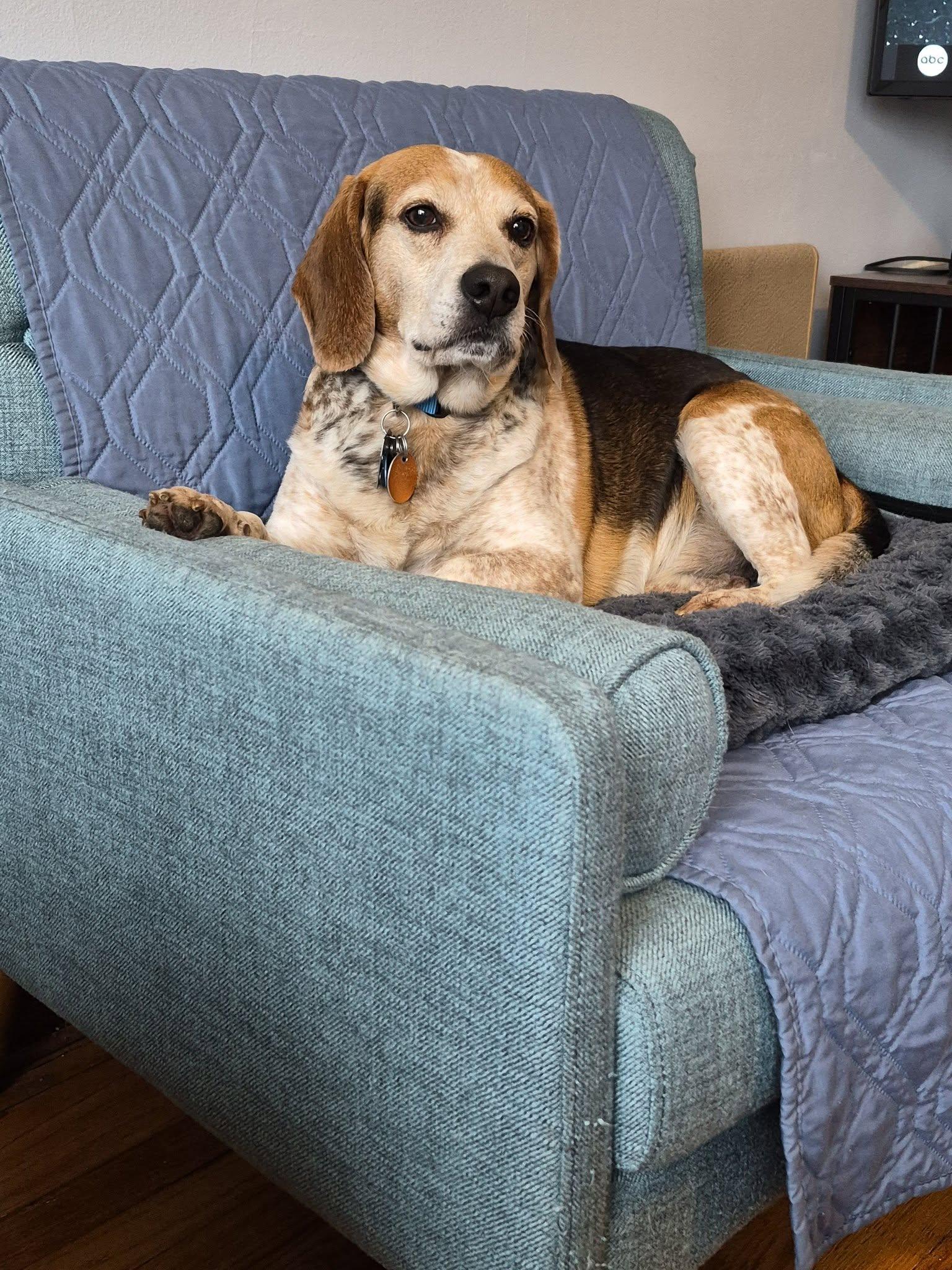 Festus, ADOPTABLE, Adult Male Beagle.