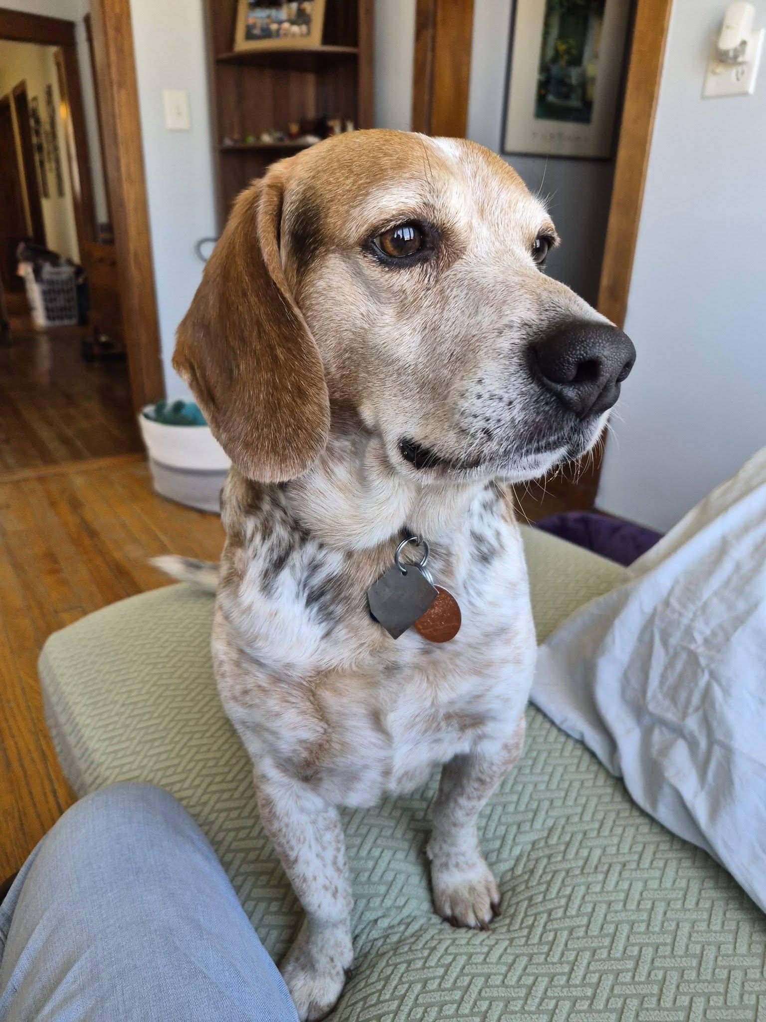 Festus, a ADOPTABLE Beagle in Chicago, IL image 3/5
