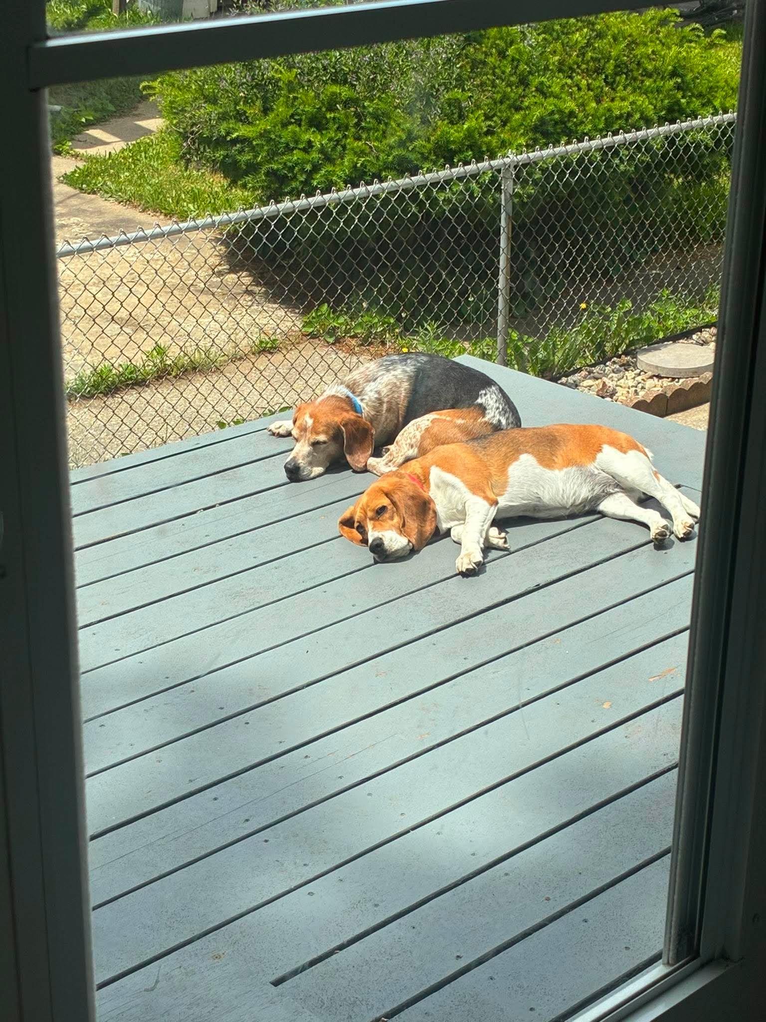 Festus, a ADOPTABLE Beagle in Munster, IN image 6/6