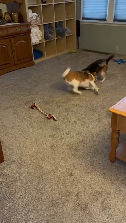 Enlarge Festus, a ADOPTABLE Beagle in Chicago, IL video 2/5