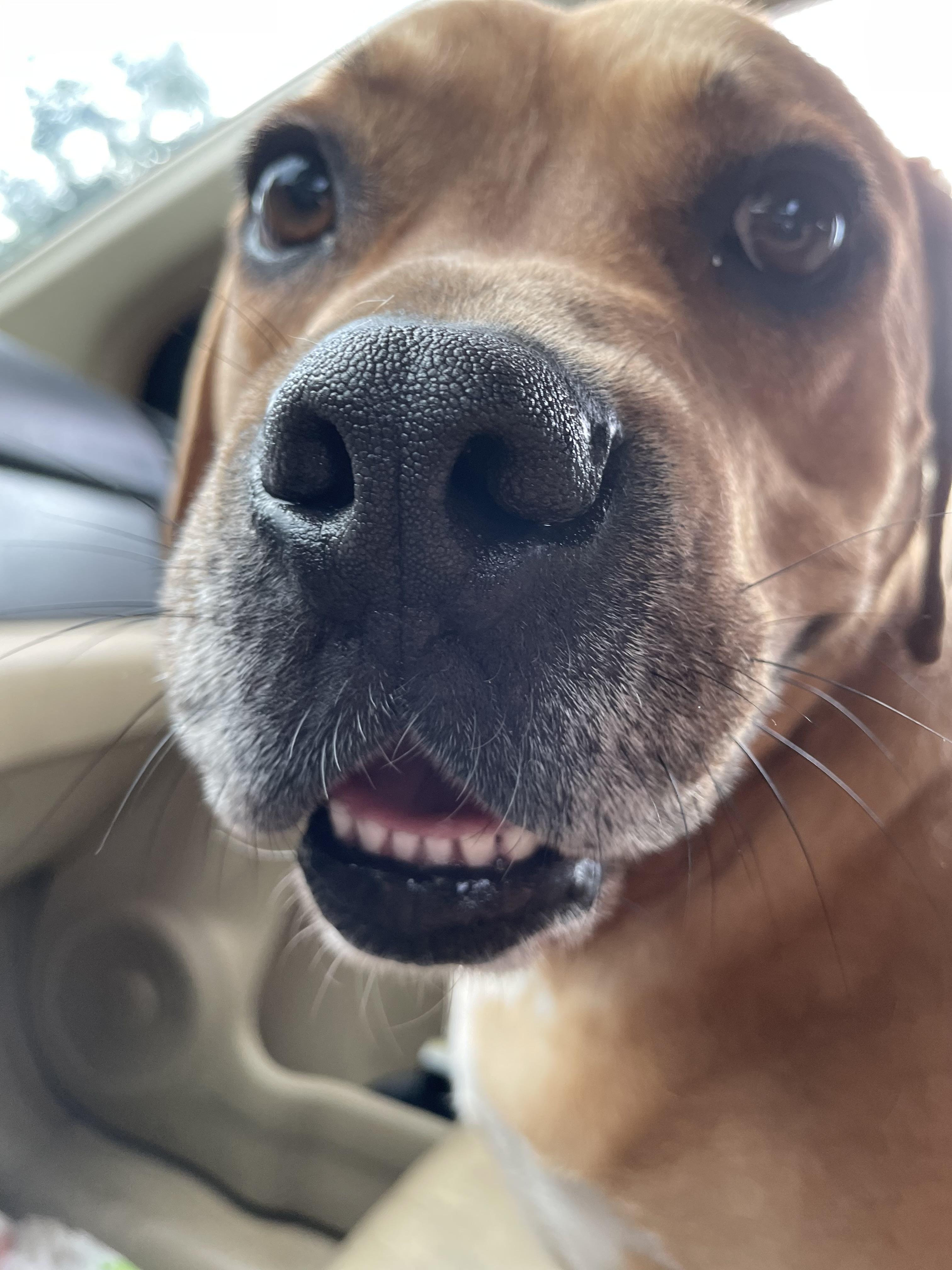 Sparky, a Adoptable mixed breed in Fredericksburg , VA image 5/6