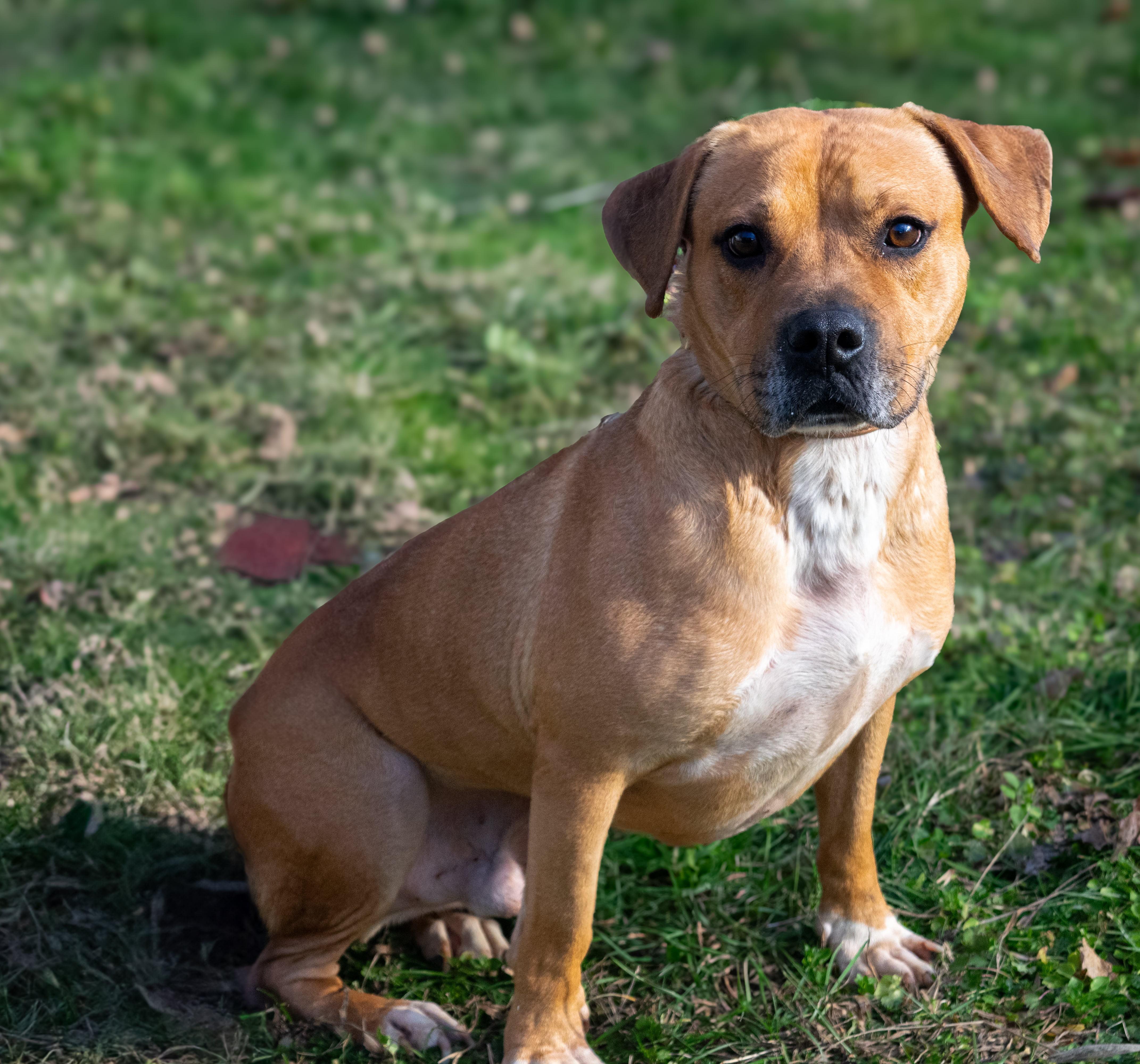 Sparky, a Adoptable mixed breed in Fredericksburg , VA image 6/6