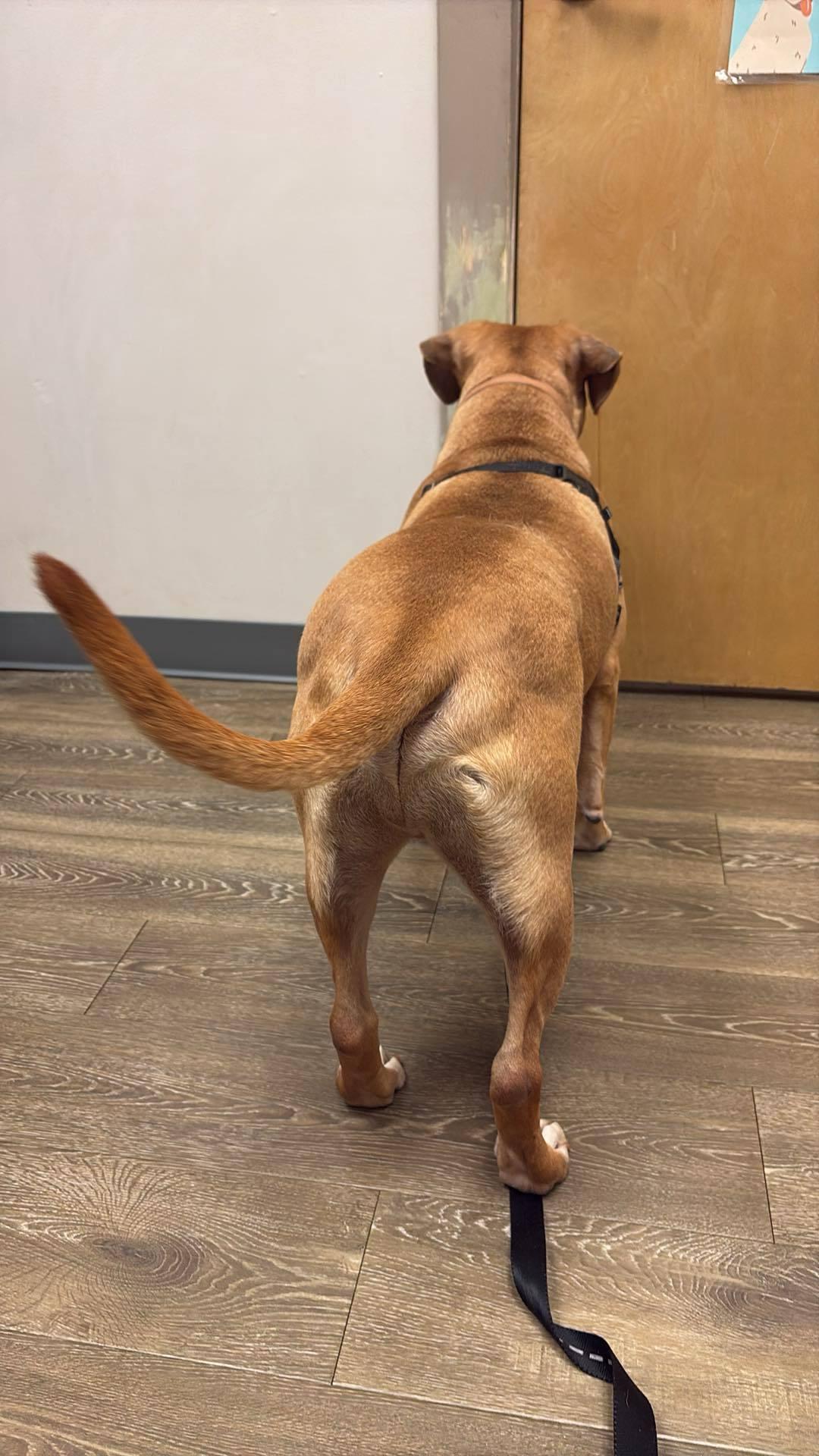 Sparky, a Adoptable mixed breed in Fredericksburg , VA image 4/6