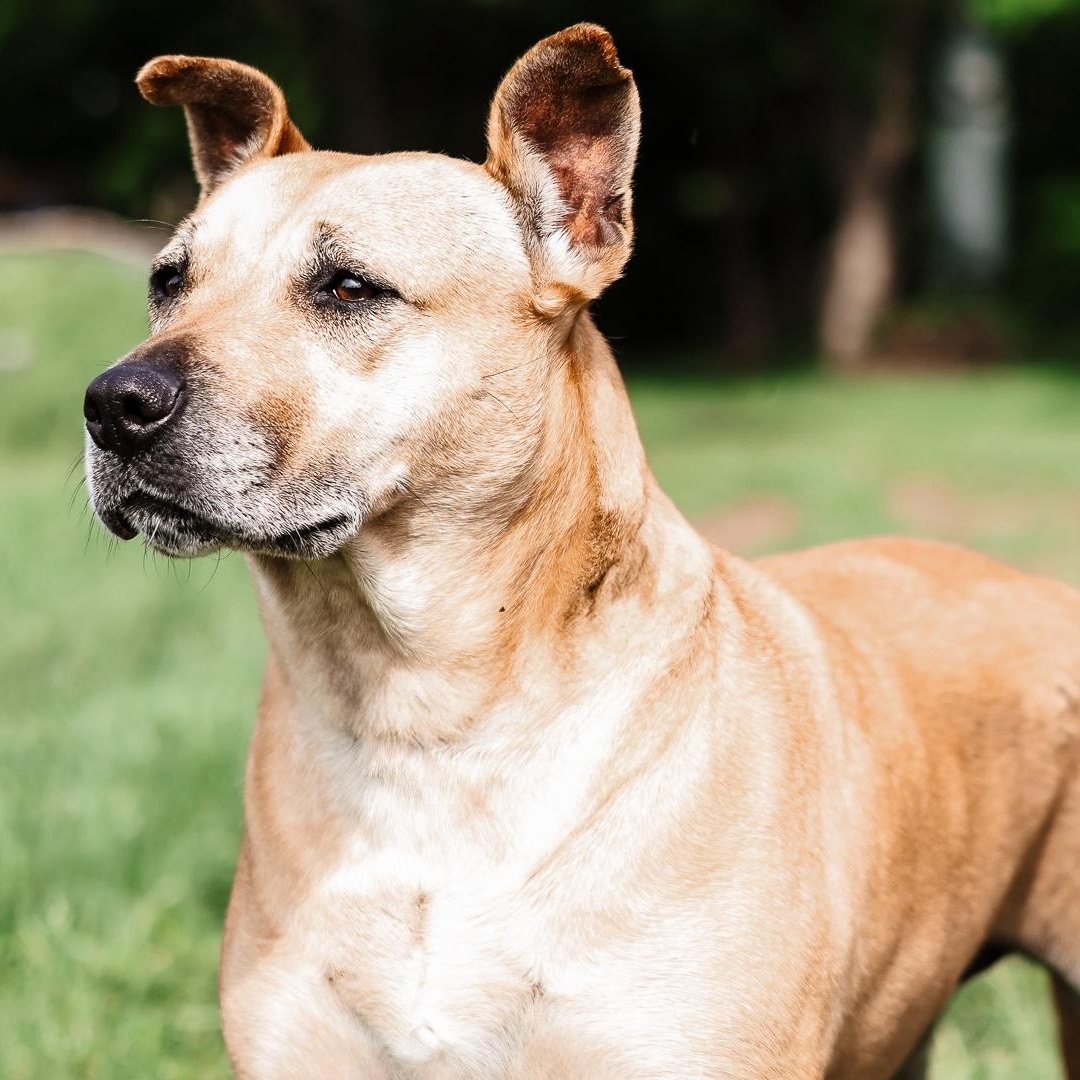 *Lettie, Adult Female unknown