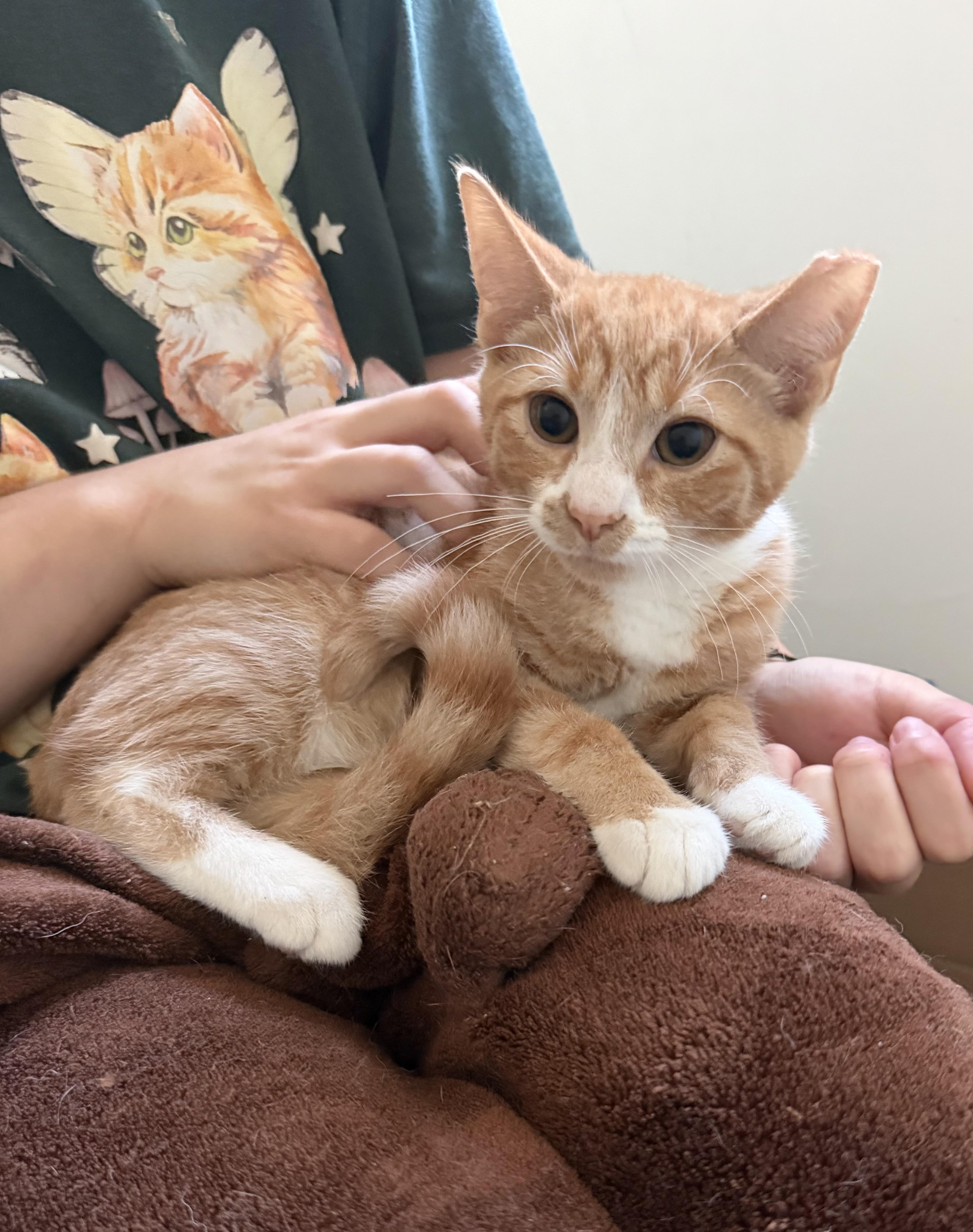 Patrick, adopted, Young Male Domestic Short Hair.
