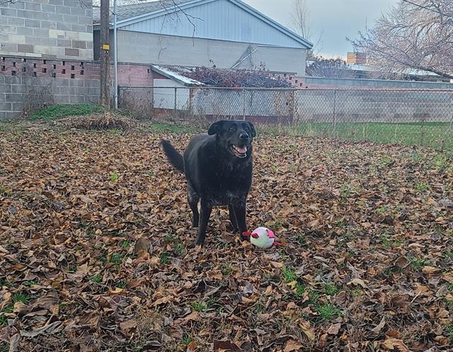 DAISY, Adoptable, Senior Female Labrador Retriever.