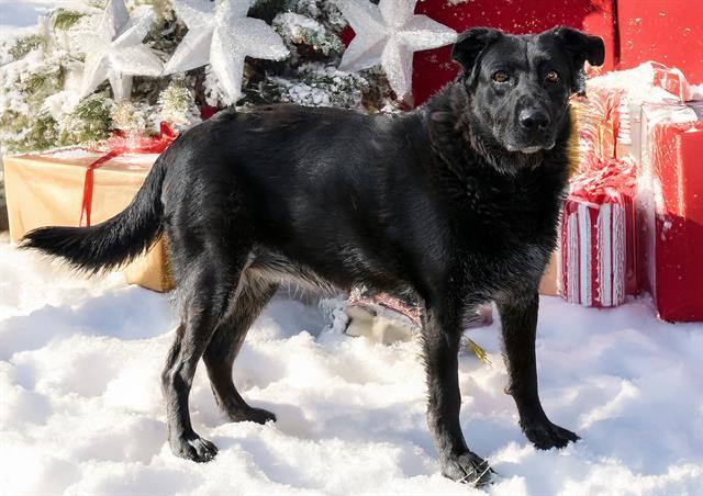 Enlarge DAISY, a Adoptable Labrador Retriever in West Valley City, UT image 1/1