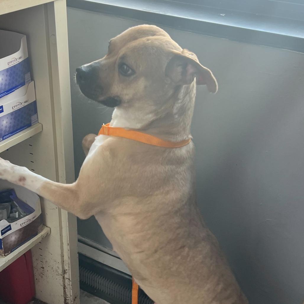 Lainey, Adoptable, Adult Female Mixed Breed.