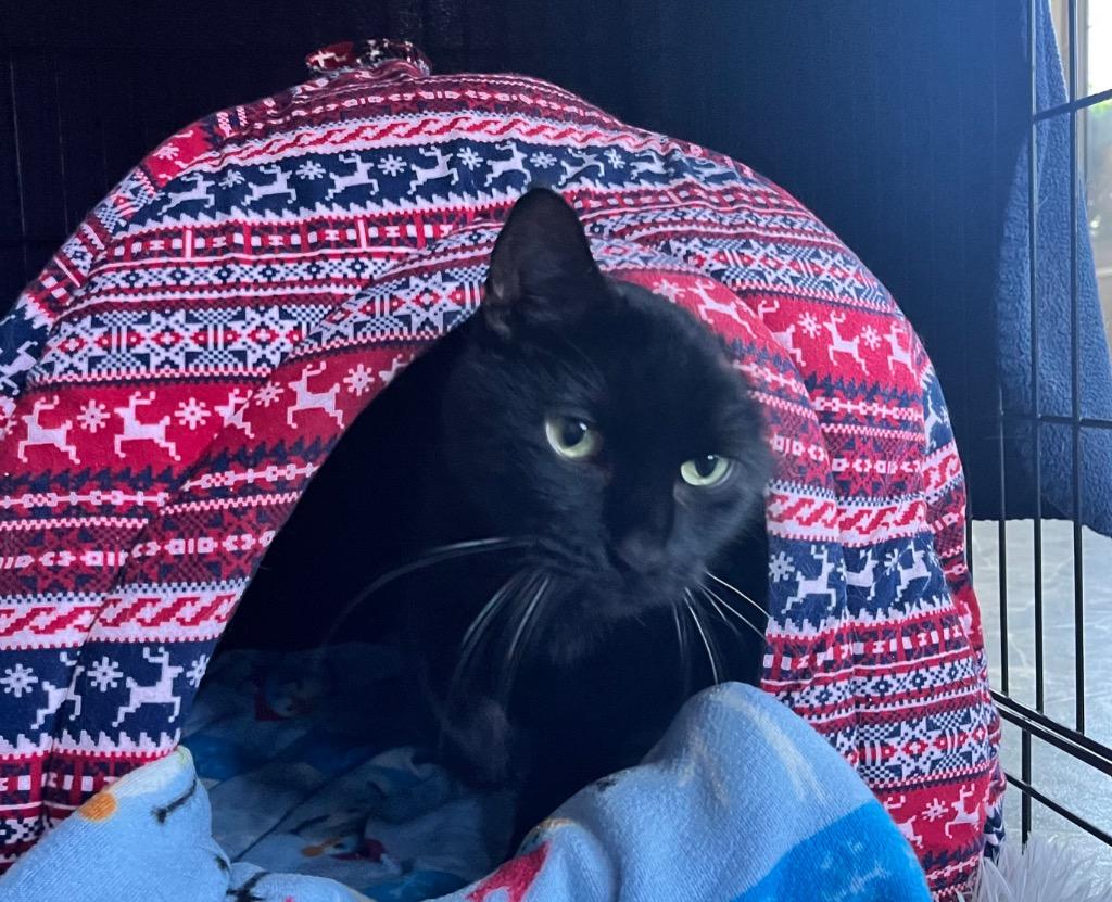 Enlarge Sir George II, a Adoptable mixed breed in Shorewood, IL image 2/5