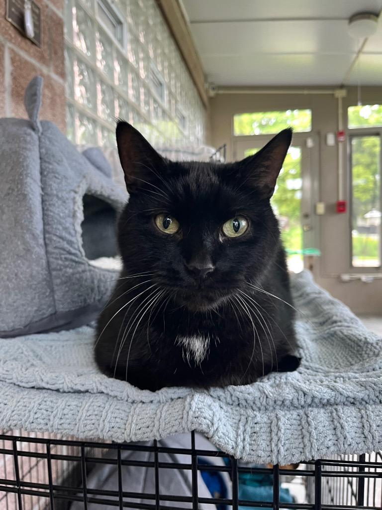 Enlarge Sir George II, a Adoptable mixed breed in Shorewood, IL image 3/5