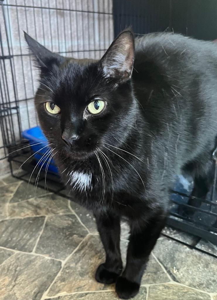 Enlarge Sir George II, a Adoptable mixed breed in Shorewood, IL image 4/5