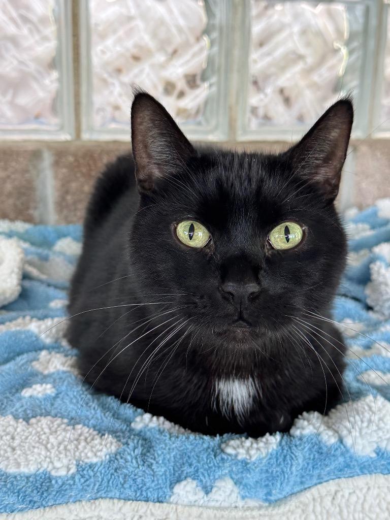 Enlarge Sir George II, a Adoptable mixed breed in Shorewood, IL image 5/5