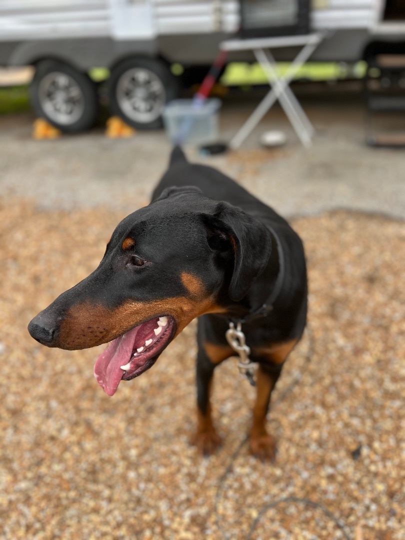 Gibson, adopted, Young Male Doberman Pinscher.
