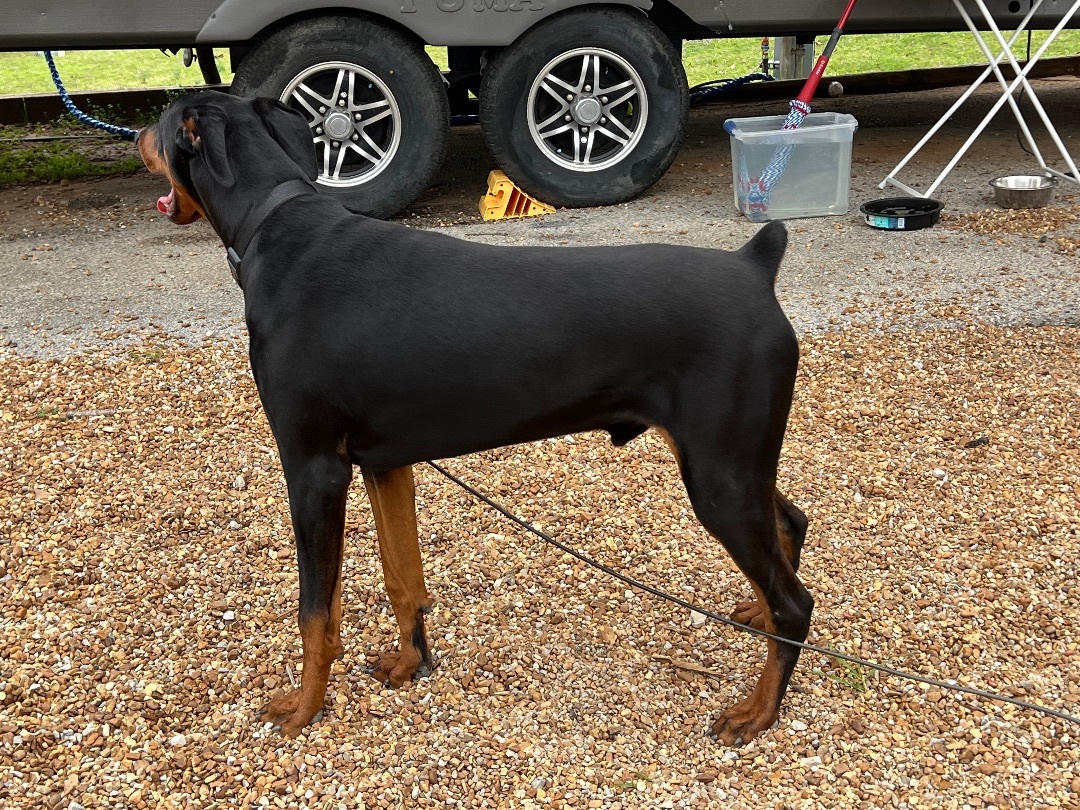 Enlarge Gibson, an adopted Doberman Pinscher in Rock Spring, GA image 2/5