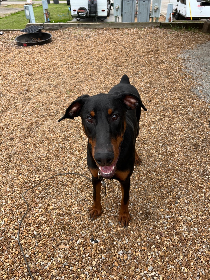 Enlarge Gibson, an adopted Doberman Pinscher in Rock Spring, GA image 3/5