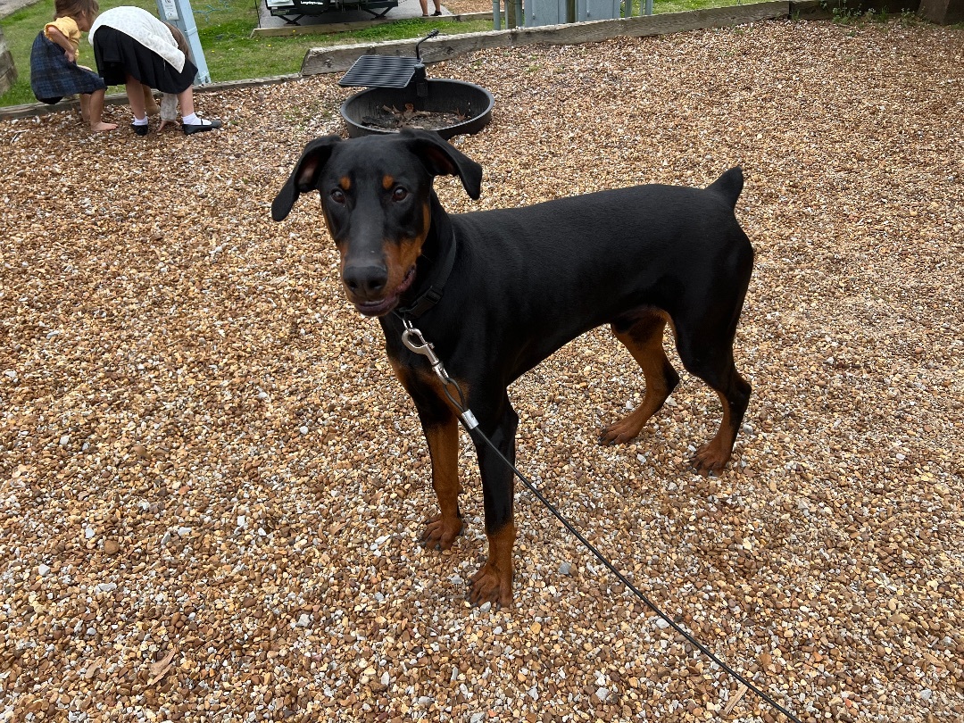 Enlarge Gibson, an adopted Doberman Pinscher in Rock Spring, GA image 4/5