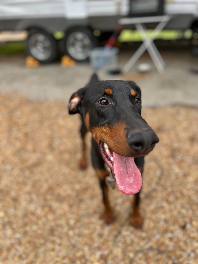 Enlarge Gibson, an adopted Doberman Pinscher in Rock Spring, GA image 5/5