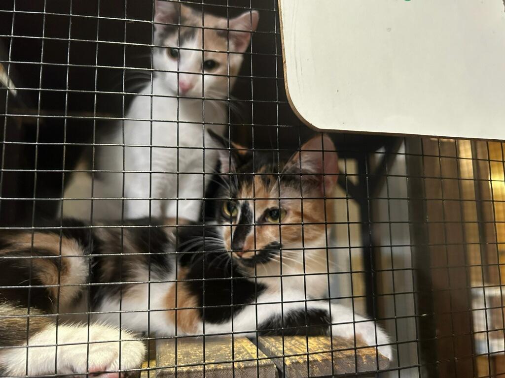 Enlarge Toffee (Bonded with Truffles) (At PetSmart Bluffton), a Adoptable Dilute Calico in Port Wentworth, GA image 1/6