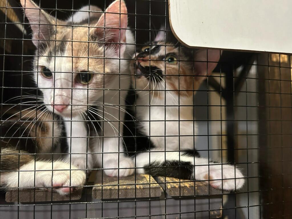 Enlarge Toffee (Bonded with Truffles) (At PetSmart Bluffton), a Adoptable Dilute Calico in Port Wentworth, GA image 2/6