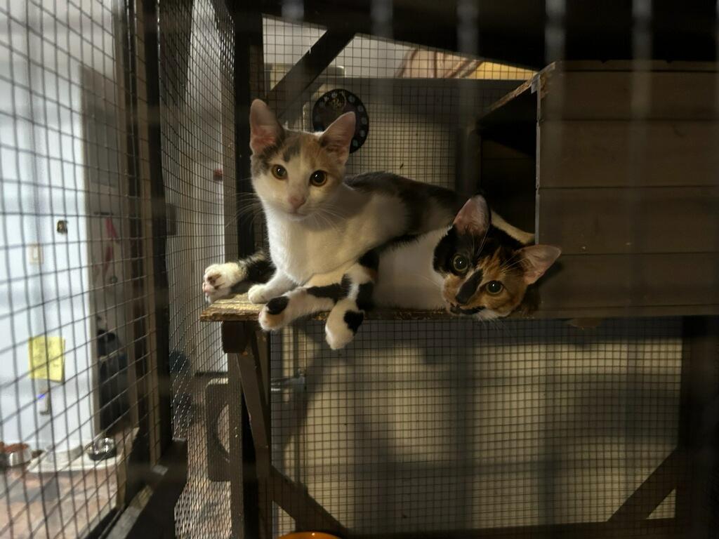 Enlarge Toffee (Bonded with Truffles) (At PetSmart Bluffton), a Adoptable Dilute Calico in Port Wentworth, GA image 3/6