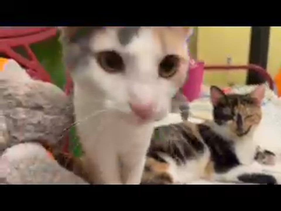 Enlarge Toffee (Bonded with Truffles) (At PetSmart Bluffton), a Adoptable Dilute Calico in Port Wentworth, GA video 6/6