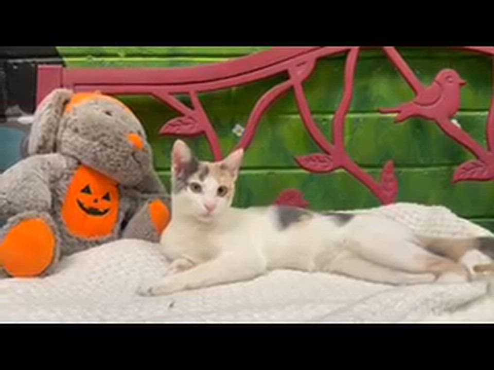 Enlarge Toffee (Bonded with Truffles) (At PetSmart Bluffton), a Adoptable Dilute Calico in Port Wentworth, GA video 5/6